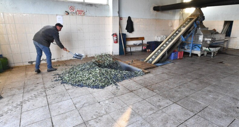 Zeytinde kalite kaybının önüne geçiliyor